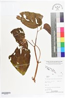 登錄號:BS07235藏品圖，第1張