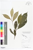 登錄號:BS07236藏品圖，第1張