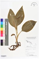 登錄號:BS07237藏品圖，第1張