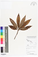 登錄號:BS07238藏品圖，第1張