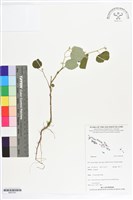 登錄號:BS07241藏品圖，第1張