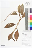 長橢圓葉伴蘭藏品圖，第1張