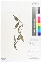 登錄號:BS07243藏品圖，第1張