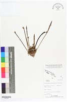 登錄號:BS07244藏品圖，第1張