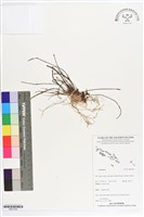 登錄號:BS07245藏品圖，第1張