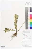 登錄號:BS07246藏品圖，第1張