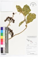 登錄號:BS07250藏品圖，第1張