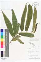 登錄號:BS07251藏品圖，第1張