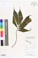 登錄號:BS07252藏品圖，第1張