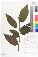 登錄號:BS07253藏品圖，第1張