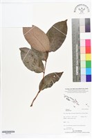 登錄號:BS07254藏品圖，第1張