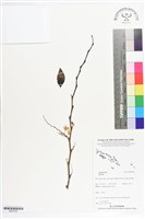 登錄號:BS07256藏品圖，第1張