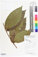 登錄號:BS07257藏品圖，第1張