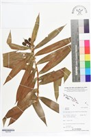 登錄號:BS07258藏品圖，第1張