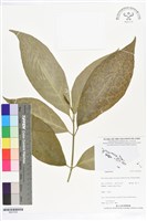 登錄號:BS07259藏品圖，第1張