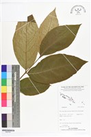 登錄號:BS07261藏品圖，第1張