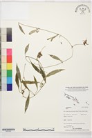 登錄號:BS07262藏品圖，第1張