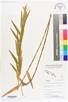 登錄號:BS07264藏品圖，第1張