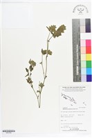 賽山藍藏品圖，第1張