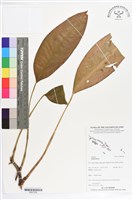 登錄號:BS07268藏品圖，第1張