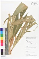 登錄號:BS07269藏品圖，第1張