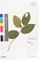 登錄號:BS07270藏品圖，第1張