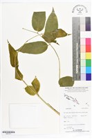 登錄號:BS07271藏品圖，第1張