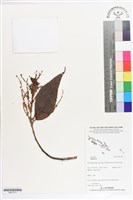 登錄號:BS07272藏品圖，第1張