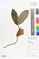 登錄號:BS07274藏品圖，第1張