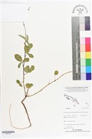 登錄號:BS07275藏品圖，第1張