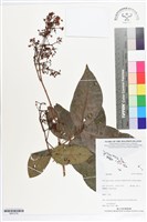 登錄號:BS07278藏品圖，第1張