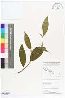 登錄號:BS07280藏品圖，第1張