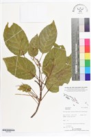 登錄號:BS07282藏品圖，第1張