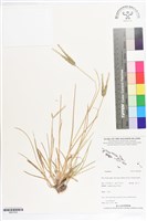 登錄號:BS07283藏品圖，第1張