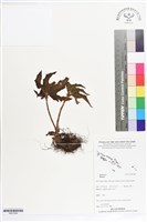 登錄號:BS07284藏品圖，第1張