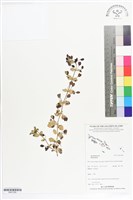 登錄號:BS07285藏品圖，第1張