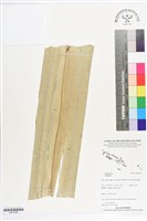 登錄號:BS07286藏品圖，第1張