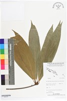 登錄號:BS07287藏品圖，第1張