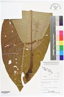 登錄號:BS07288藏品圖，第1張