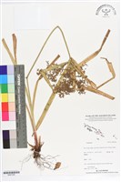 登錄號:BS07290藏品圖，第1張