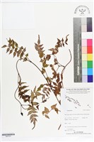 登錄號:BS07291藏品圖，第1張