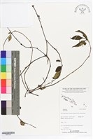 登錄號:BS07293藏品圖，第1張