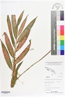 登錄號:BS07294藏品圖，第1張