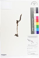 登錄號:BS07295藏品圖，第1張