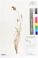 登錄號:BS07296藏品圖，第1張