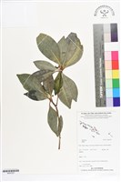 登錄號:BS07297藏品圖，第1張