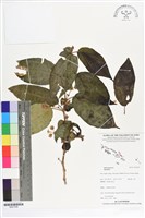 登錄號:BS07299藏品圖，第1張