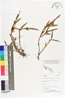 登錄號:BS07301藏品圖，第1張