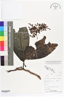 登錄號:BS07302藏品圖，第1張