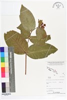 登錄號:BS07303藏品圖，第1張